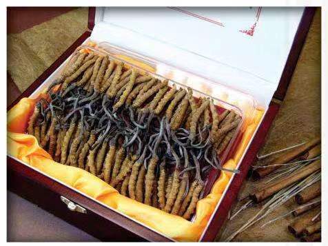 南宁冬虫夏草回收